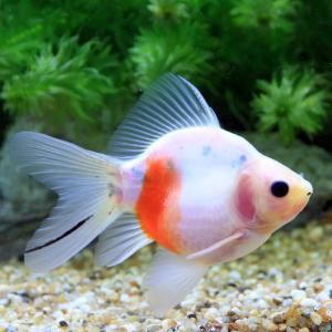 □（国産金魚）一点物　ミルク玉サバ　１０ｃｍ±（１匹）沖縄別途送料｜chanet