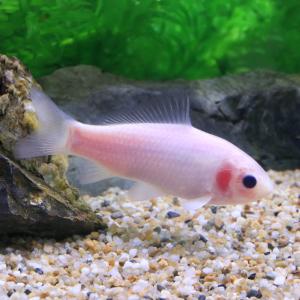 （淡水魚）一点物　透明鱗ヒブナ　白タイプ　１０ｃｍ±（１匹）｜chanet