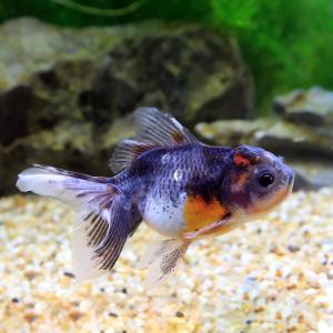 □（国産金魚）一点物　伊勢高頭五色東錦　１１ｃｍ±（１匹）