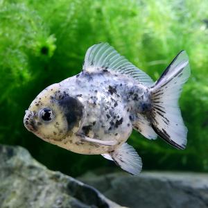 （国産金魚）一点物　白黒オランダ獅子頭　ショートテール　薩摩産　１１ｃｍ±（１匹）｜chanet