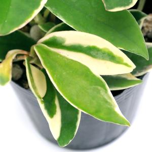 (観葉植物)ホヤ カルノーサ(サクララン) 3...の詳細画像1