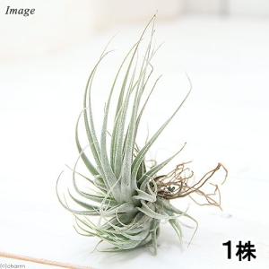 観葉植物：チランジア キセログラフィカ S*エアープランツ* : 遊恵