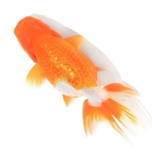 （国産金魚）一点物　秋錦　深見養魚場産　１２ｃｍ±（１匹）｜chanet