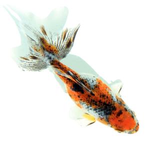 □（国産金魚）一点物　キャリコ和金　志村養魚場産　９ｃｍ±（１匹）｜chanet