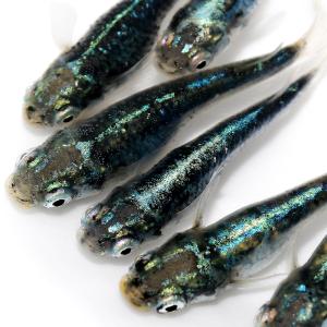 （めだか）墨武メダカ　桃ちゃんメダカブリード（３匹）
