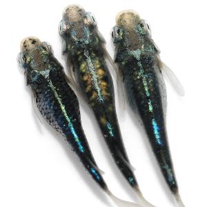 (めだか)墨武メダカ 桃ちゃんメダカブリード(3匹)の詳細画像1