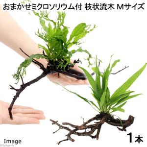 （水草）おまかせミクロソリウム付　枝状流木　Ｍサイズ（１本）（約２０ｃｍ〜）｜chanet