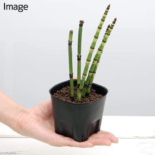 （山野草）オオトクサ（大木賊）３〜４号（１ポット）（休眠状態）