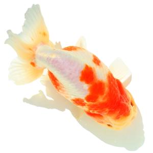 （国産金魚）一点物　桜錦　弥富　加藤氏作　１３ｃｍ±（１匹）｜chanet