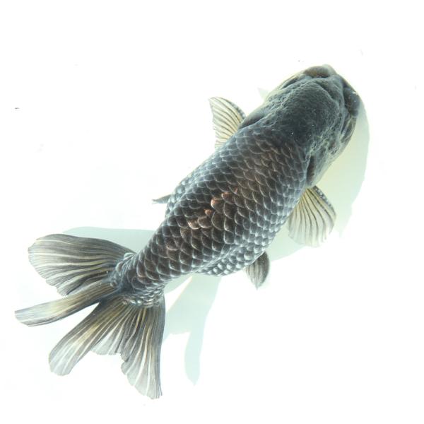 （国産金魚）一点物　青らんちゅう　深見養魚場産　１４ｃｍ±（１匹）