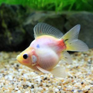 □（国産金魚）一点物　ミルク玉サバ　８ｃｍ±（１匹）｜chanet