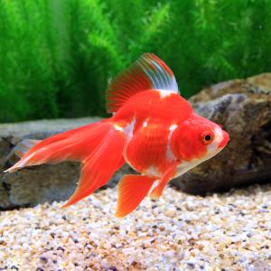 （国産金魚）一点物　飯田琉金　更紗　１５ｃｍ±（１匹）｜chanet