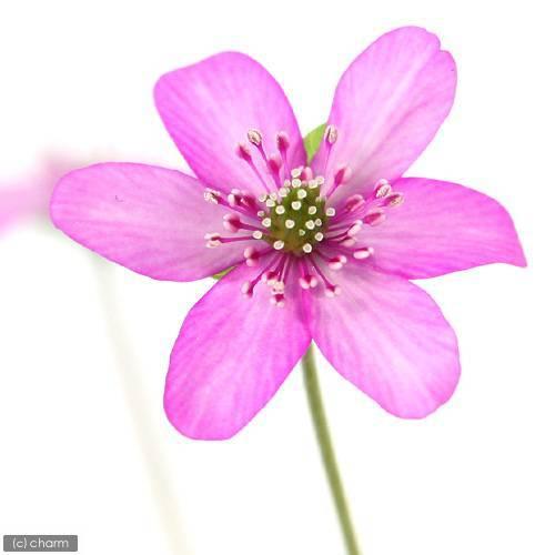 （山野草）ユキワリソウ（雪割草）赤花　標準花　２．５号（１ポット）