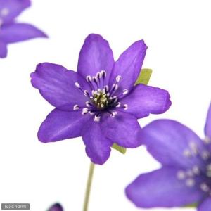 ミスミソウ 花の商品一覧 通販 Yahoo ショッピング