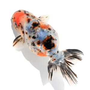 （国産金魚）一点物　江戸錦　弥富　加藤氏作　１３ｃｍ±（１匹）｜chanet