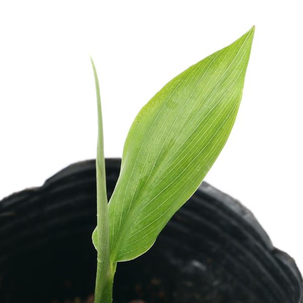 （山野草）山菜　みょうが（茗荷）３号（１ポット）　家庭菜園（休眠状態）