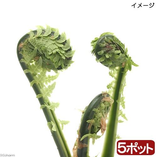 （山野草）山菜　コゴミ（クサソテツ）　３〜４号（５ポットセット）家庭菜園（休眠状態）