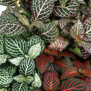 観葉植物）レカノプテリス タツタ（アリノスシダ）（1鉢） : チャーム