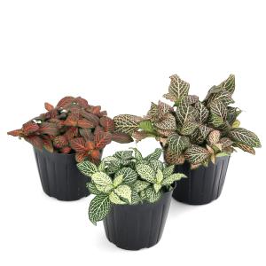 (観葉植物)フィットニア 品種おまかせ 3号(...の詳細画像1