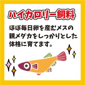 キョーリン メダカのエサ 産卵・繁殖用 40g...の詳細画像4