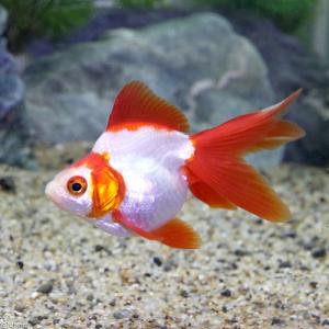 (国産金魚)飯田琉金 更紗(1匹)の詳細画像1