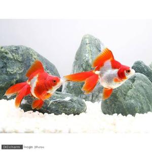 (国産金魚)飯田琉金 更紗(1匹)の詳細画像2