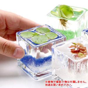 ニューブロックグラス S エアプランツ 多肉植...の詳細画像1