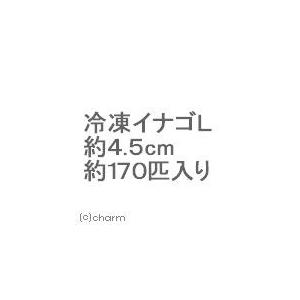 冷凍★イナゴ　Ｌ（約４．５ｃｍ　約１７０匹入り）　ＴＯＭＩＳＨＩＲＯ　別途クール手数料　常温商品同梱不可