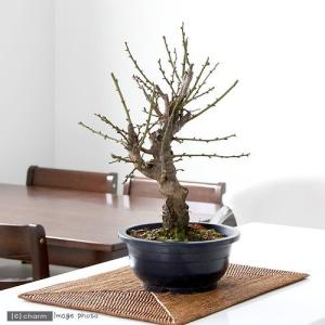 盆栽小鉢：美芸（常滑）六角鬼面足面付鉢 15.5cm*資材 : 遊恵盆栽