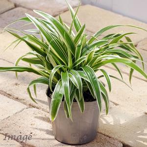 （観葉植物）シャムオリヅルラン　３号（１ポット）