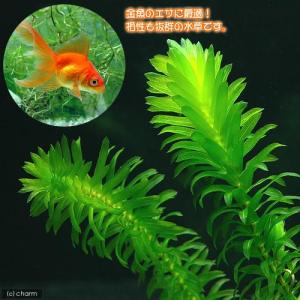 チャーム（charm） （水草）メダカ・金魚藻 国産 無農薬アナカリス