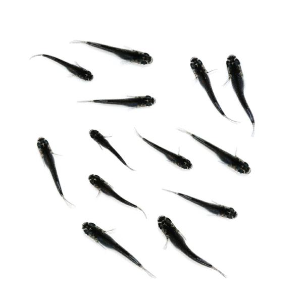 （めだか）無選別　ミッドナイトフリル体外光メダカ　稚魚（５匹）
