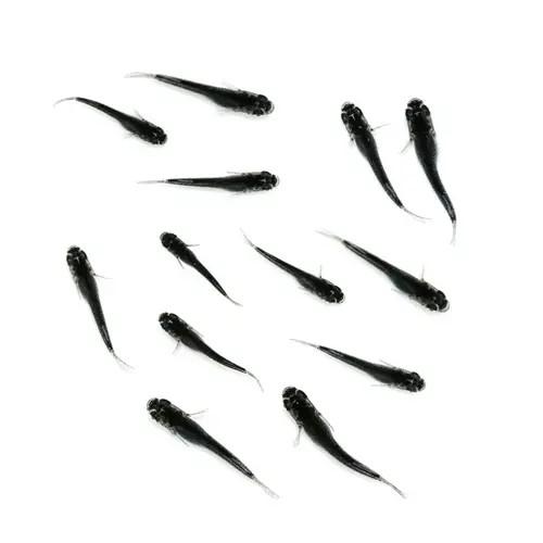 （めだか）無選別　ミッドナイトフリル体外光メダカ　稚魚（１０匹）　北海道・九州航空便要保温