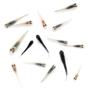 （めだか）無選別　高級メダカミックス　極　稚魚（１５匹）