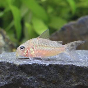 (熱帯魚)コリドラス・パンタナルエンシス(ブリ...の詳細画像1