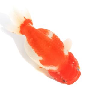 （国産金魚）一点物　桜錦　１３ｃｍ±（１匹）｜chanet