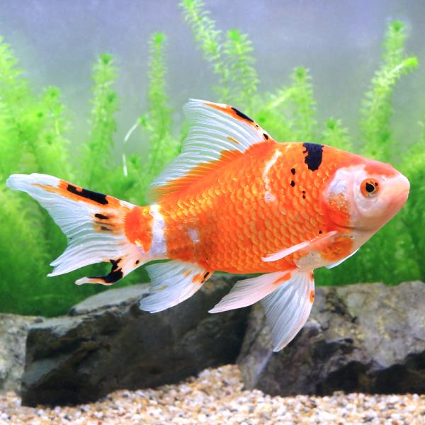 （国産金魚）（Ｂ品）一点物　銀鱗更紗和金　フナ尾　川合養魚場産　２３ｃｍ±（１匹）