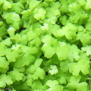 (水草)オーストラリアン ノチドメ(水中葉)(...の詳細画像1