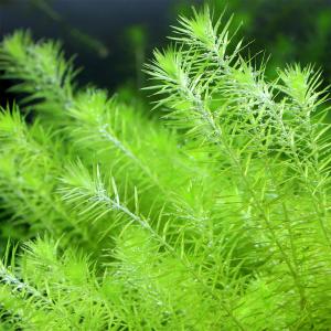 水草）バリスネリアsp． リトルヤバクリーク産（水中葉）（無農薬 