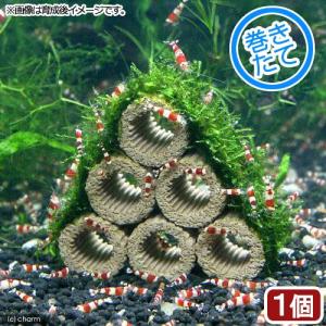 チャーム（charm） （水草）ホシクサsp．クチ（水中葉）（無農薬