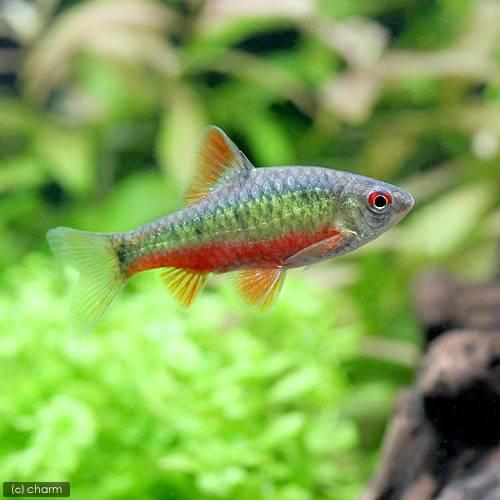 （熱帯魚）グリーン・バルブ（ワイルド）（３匹）　北海道航空便要保温