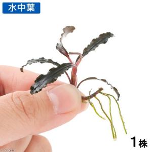 水草 トロピカ社 1-2-Grow! ブセファランドラ・クダガン 2カップ（組織