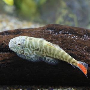 （熱帯魚）レッドテールボルネオプレコ（１匹）　北海道・九州航空便要保温