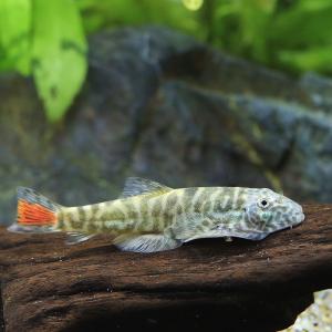 (熱帯魚)レッドテールボルネオプレコ(1匹) ...の詳細画像1