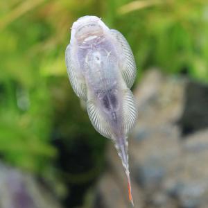 (熱帯魚)レッドテールボルネオプレコ(1匹) ...の詳細画像2