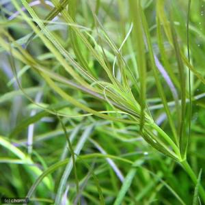 水草）ポゴステモン ステラータ ベリークリーク （水上葉）（無農薬