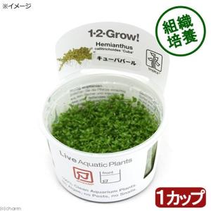 チャーム（charm） （水草）組織培養GROWOW！ ホワイトニュー