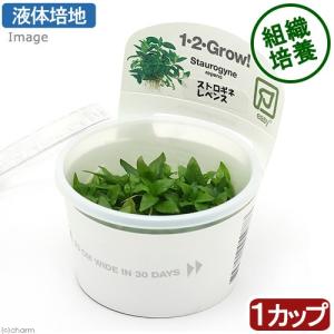 （水草）組織培養１−２−ＧＲＯＷ！　ストロギネ　レペンス（液体培地）トロピカ製（無農薬）（１カップ）