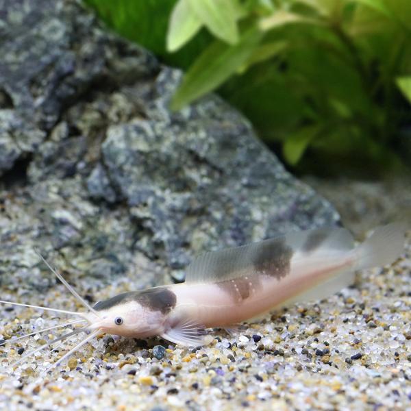 （熱帯魚）マーブルクララ（１匹）　北海道・九州航空便要保温