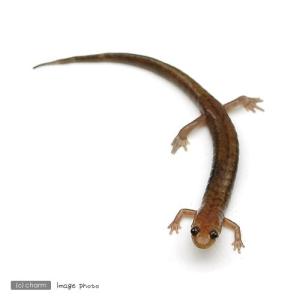 （両生類）ダスキーサラマンダー（１匹）　北海道航空便要保温